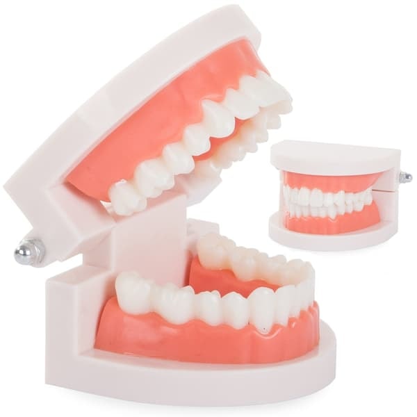 Anatomisk Tandmodel - Tandprotese
