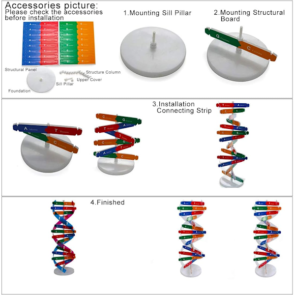 Menneskelig genetisk modell dobbel helix vitenskapelige undervisningshjelpemidler for barn og voksne