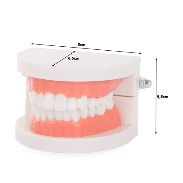 Anatomical Tooth Model - Denture