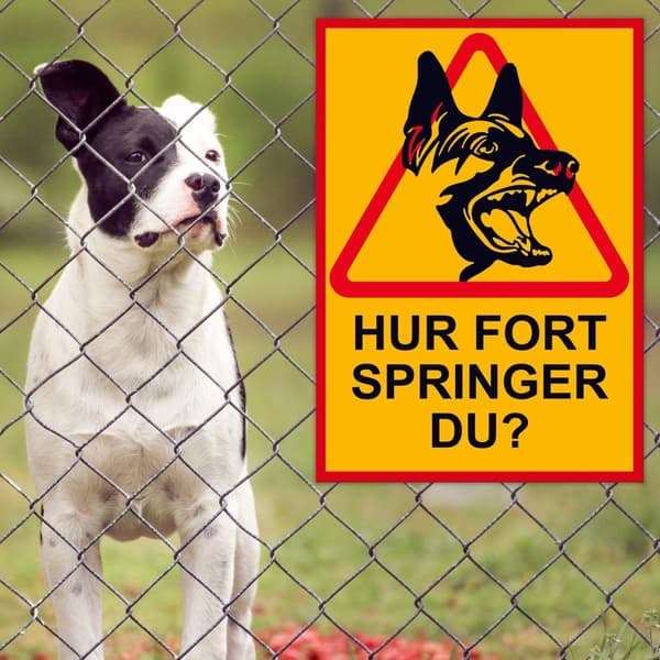 HUR SNABBT SPRINGER DU? Skylt Hundskylt / Varningsskylt Hund / A5