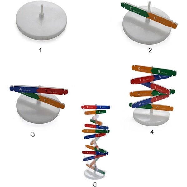 Menneskelig genetisk modell dobbel helix vitenskapelige undervisningshjelpemidler for barn og voksne