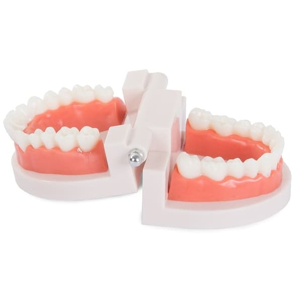 Anatomical Tooth Model - Denture