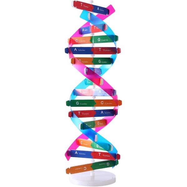 Menneskelig genetisk modell dobbel helix vitenskapelige undervisningshjelpemidler for barn og voksne