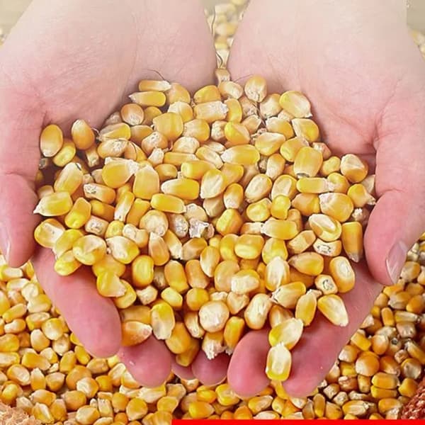 Automatic Corn Peeler Tool Nylon Structure Ideal for Home Gardens and Farmers