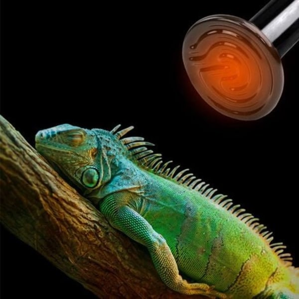 TS-Amfibie Reptil Varme Lampe med Farveboks Almindelig Keramisk Lampe Skildpadde Øgle Edderkop Reptil Varmeboks 220V (75W)
