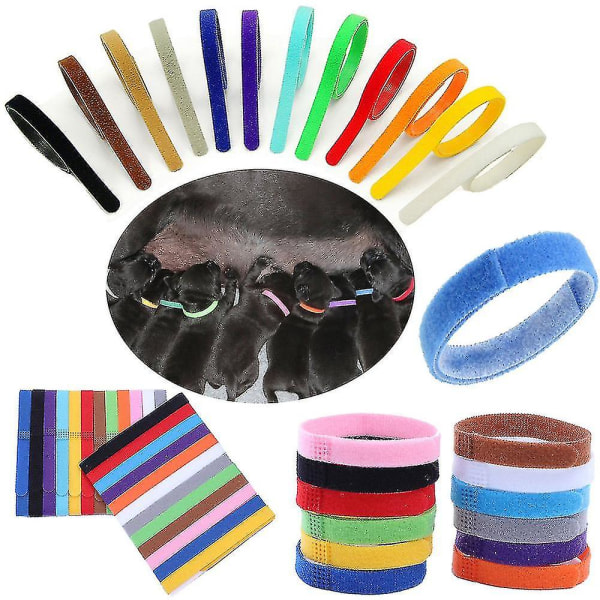 12 färger Identifiering ID Halsband Band Whelp Valp Kattunge Hund Husdjur Katt