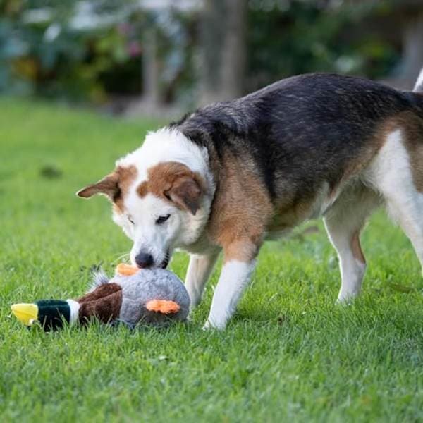 Bløde hundeplyslegetøj, kæledyrstilbehør, interaktivt hundelegetøj
