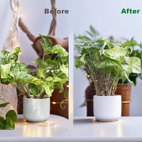 Växtstöd - Monstera växtstöd i järn, justerbart - för klätterväxter - 11*11 cm - Guld