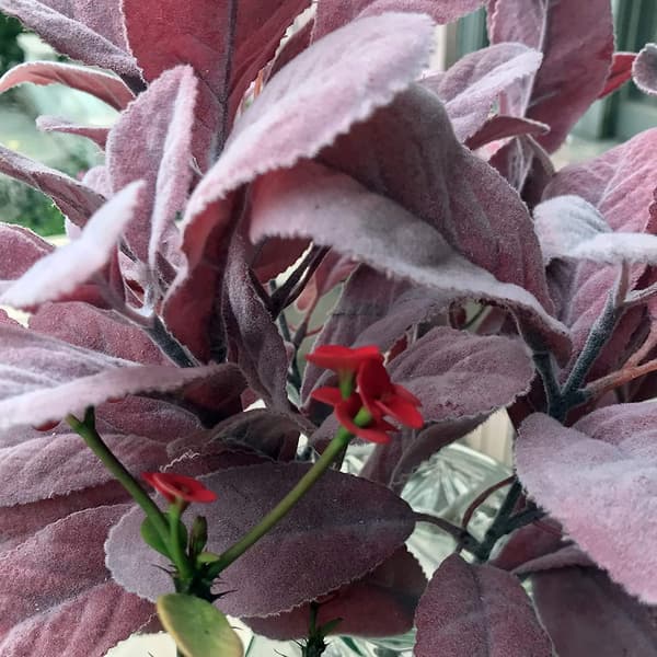 6 kpl Tekoälykukkia Flocked Lambs Ear Leaf