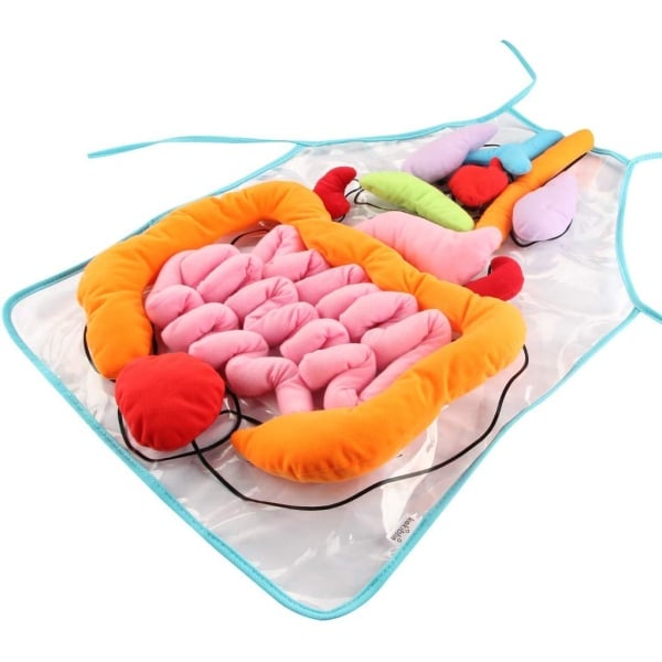 3D-organforkle, plysj DIY-organforkle for studenter, bevissthet om menneskelige organer, viscera for lærere, undervisningsredskap for hjemmet, fors...