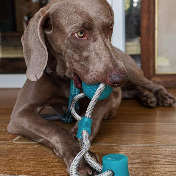 Sugkopp Hund Leksak, Husdjur Molar Bite Multifunktion Interaktiv Hållbar Rep Leksak med Kraftfull Sugkopp, Aggressiv Tugga Husdjur Leksaker för Hjälper Rengöring