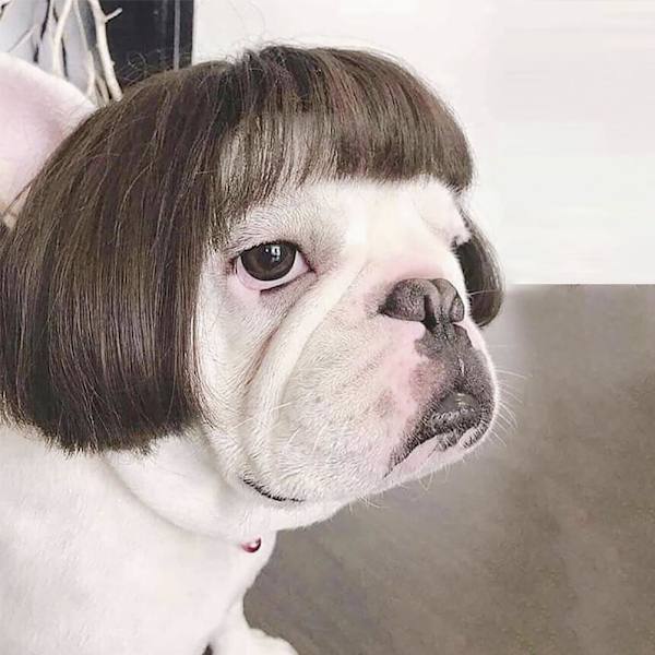 Hunde paryk kæledyr kostumer kæledyr hovedbeklædning hår kostumer til festival cosplay fest
