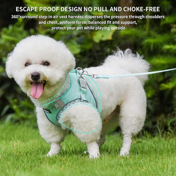 Hundesele och koppelset, turkos XXS