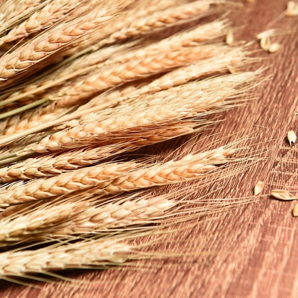 Skördetidens elegans, naturliga torkade vetestjälkar lyfter ditt bröllop och din heminredning, gyllene stjälkar bevarar originalcharm, perfekt för pyssel