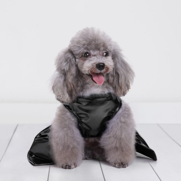 Halloween kostymer för hundar Ganska svart hatt hunddräktklänning