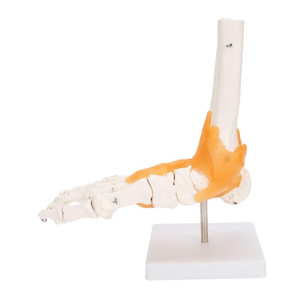 1:1 Mänsklig fotledskelettstrukturmodell fotledmodell med ligament
