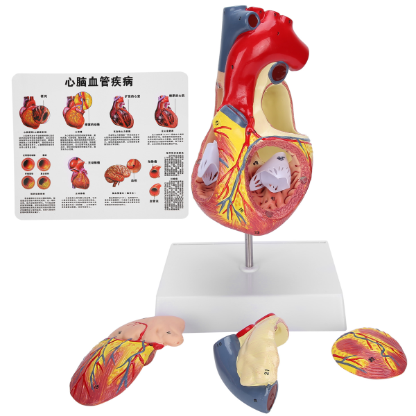 2X Life Size Heart Model Human Heart Teaching Model Simulation Heart Organ Model