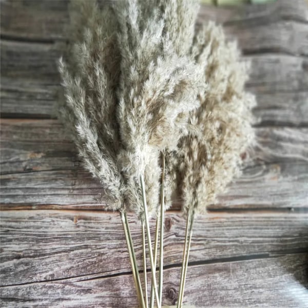 20 Pcs Dried Small Pampas Grass Decor Natural Phragmites Communis Real  Wedding Flower Bunch