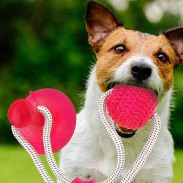 Sugkopp Hund Leksak, Husdjur Molar Bite Multifunktion Interaktiv Hållbar Rep Leksak med Kraftfull Sugkopp, Aggressiv Tugga Husdjur Leksaker för Hjälper Rengöring