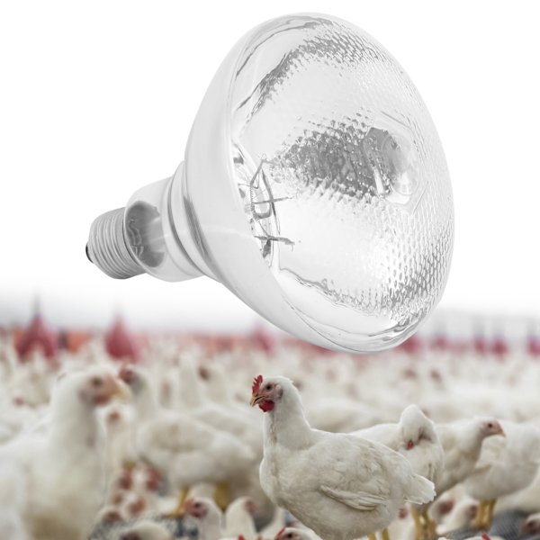 Uppfödningsvärmelampa Justerbar Temperatur Infraröd Uppfödningsisoleringslampa 220V‑240VAR38 Vit Glas Pitting