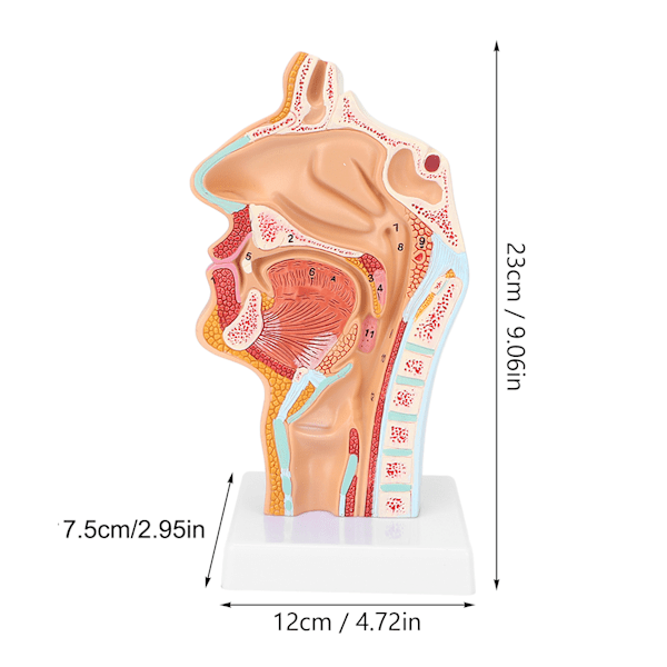 Ihmisen nenän, suun ja kurkun anatomian malli tiedeopetuksen luokkahuoneopetukseen, esityksiin ja näyttelyihin