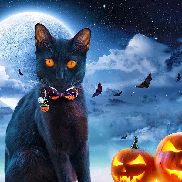 Katthalsband för Halloween, Bekvämt och Slitstarkt Katthalsband med Säkerhetsspänne, Unik Design för Pojkar Flickor Katter, Valp, Kanindräkt Kostym (4ST/Set)