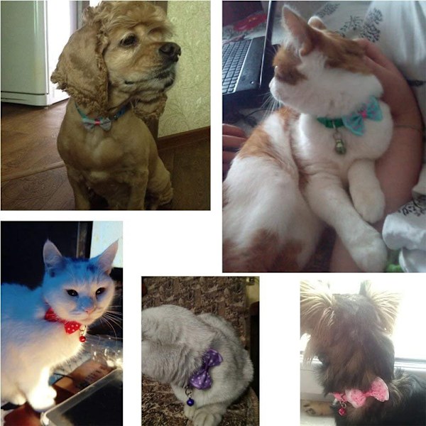 Sällskapsdjurs Säkerhetskompis: Reflexhalsband för Katt, Snabbspänne, Justerbar Halsstorlek för Säkra Kvällspromenader, Polyester Katt Hundhalsband, Fotavtryck