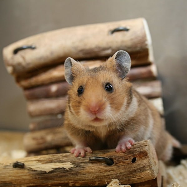 Hamster Löparboll, Transparent Plastleksak för Gnagare, Lättrengjorda Burar, Mikrofiber Strandhandduk för Sommarreseaccessoarer Gåvor,