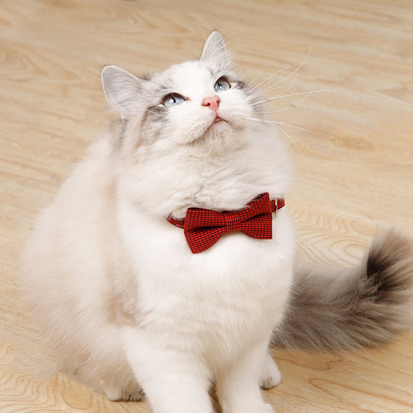 Pet Style Upgrade, Elegant Mjuk Sammet Kattkrage med Enfärgat Mönster för Bröllop Födelsedagspresent, Justerbar Storlek för Liten till Mellanstor Husdjurshals