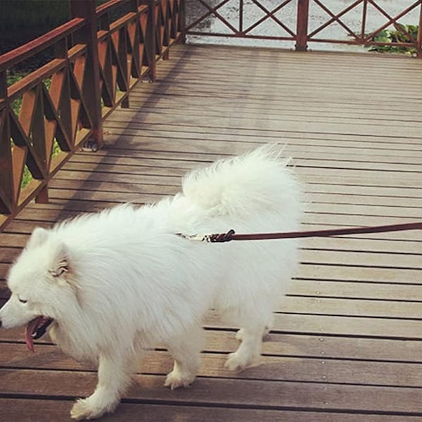 Bekväm hundträningsaccessoar, flätat läderkoppel med kraftig klämma, äkta läderkoppel för säkra och njutbara promenader