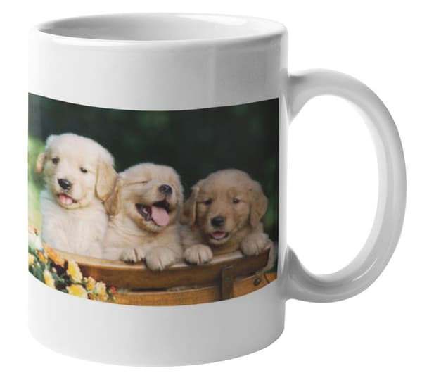 Mugg - Golden retriever valpar