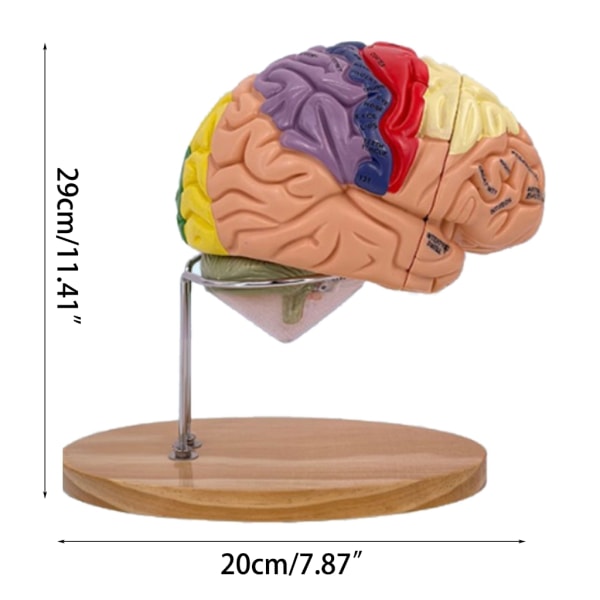 Menneskelig hjerneanatomi modell for hjernesykdomsstudie, hjerneanatomi modell hjerneanatomi modell organer undervisningsegenskaper-Xin