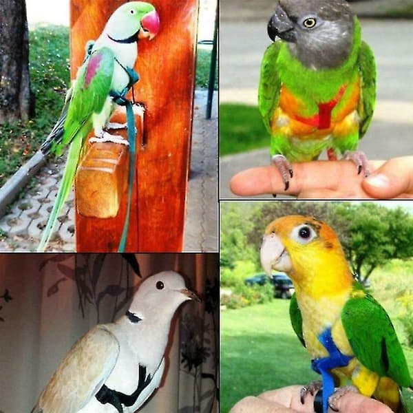 Adjustable Parrot Bird Harness Leash Anti-bite Training Rope Outdoor Flying Harness