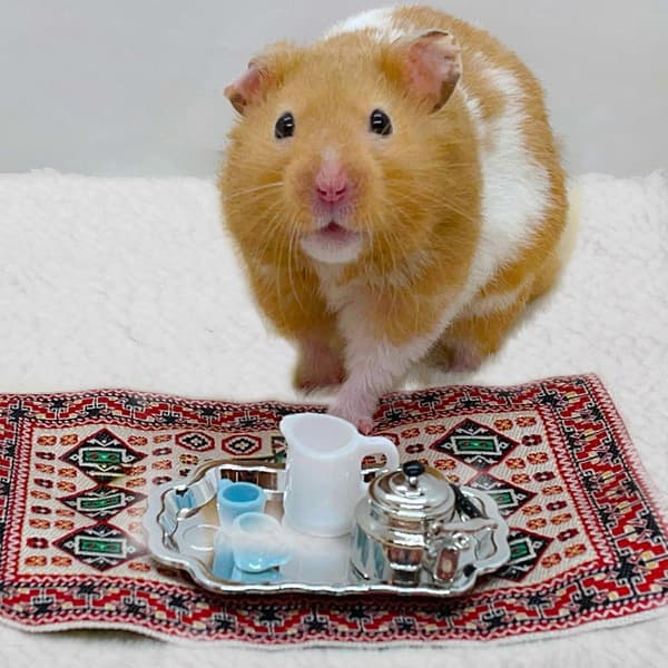 Fågelbo-dyna för varm 4-pack hamster slitstark vinterbädd