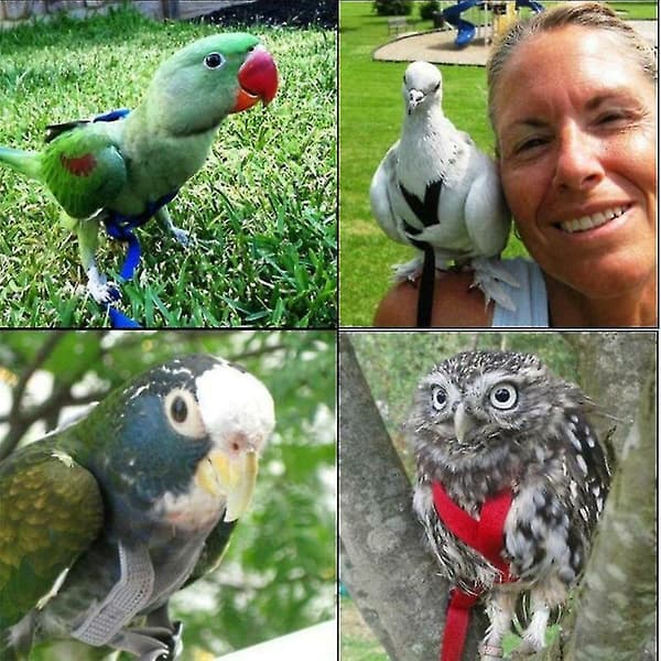 Adjustable Parrot Bird Harness Leash Anti-bite Training Rope Outdoor Flying Harness