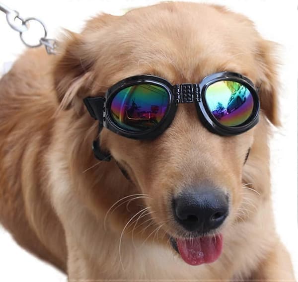 Hundebriller Øjenbeskyttelse Vandtæt