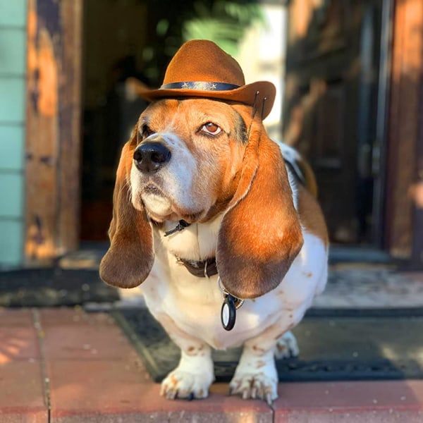 Cowboyhatt for kjæledyr, Cowboykostyme for hund eller katt, Festdekorasjon