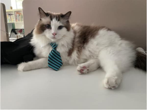 4 stk. sløyfer til hund og katt, formelt slips, justerbart