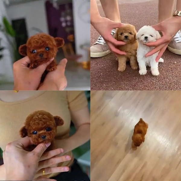 Interaktiv Mini Robot Hund Legetøj, Går & Gøer