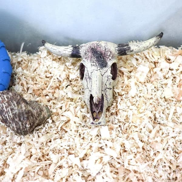 Terrarium dekoration tilbehør kranium af kvæg til krybdyr
