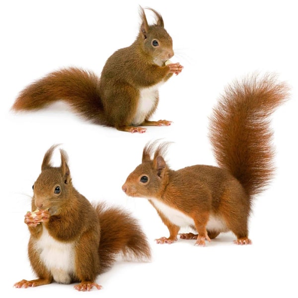 M425 Witty And Lovely Little Squirrel Animal Sticker Kid's Bedroom Decoration Funny Decal