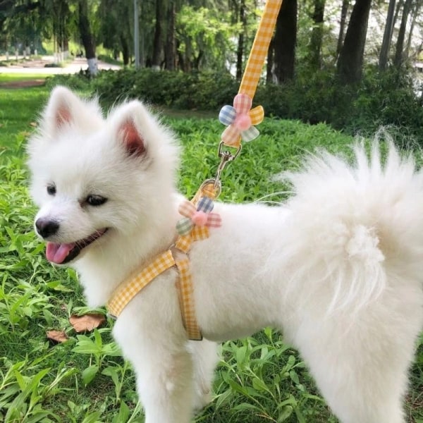 S&M Dogs and Pets Go Out with Towing Ropes and Cat Ropes Available All Seasons