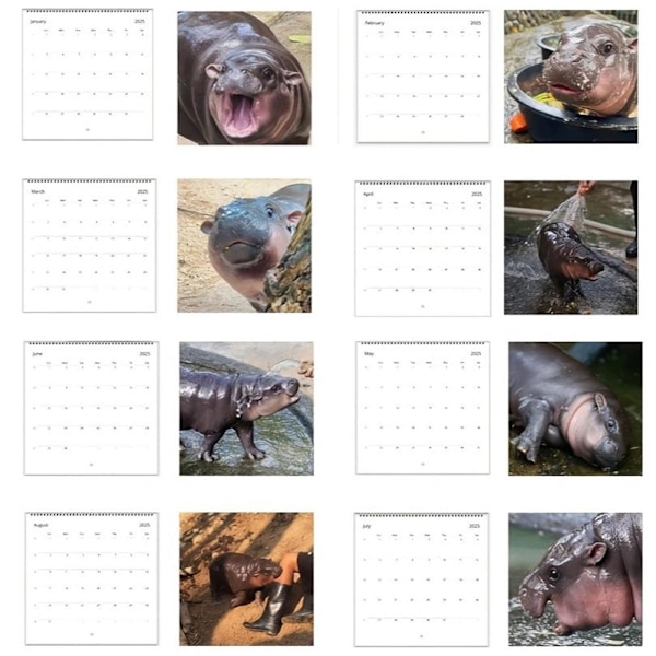 Moo Deng Kalender, Roliga Hippo Väggkalendrar, 2025 Moo Kalendrar Deng 'AU.