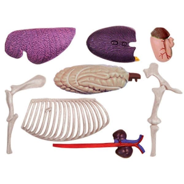 Anatomisk modell av hest 4D intelligens-monteringsleke undervisningsmodell DIY-utstyr