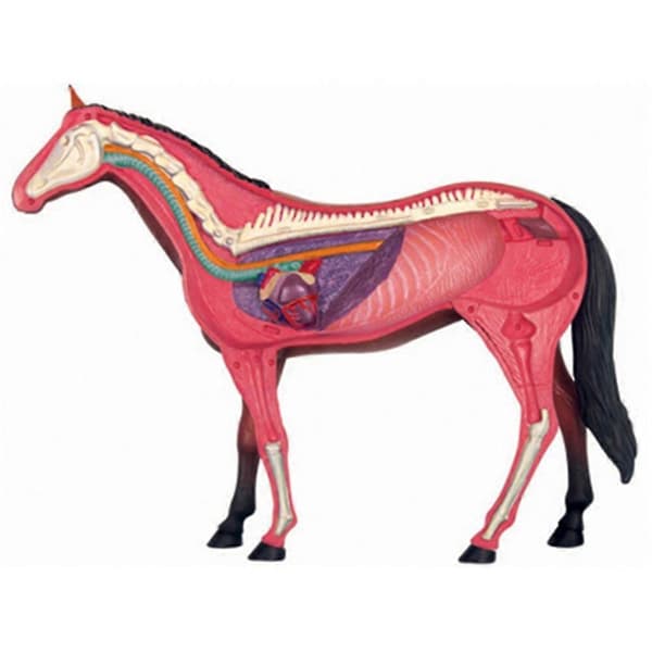 Anatomisk modell av hest 4D intelligens-monteringsleke undervisningsmodell DIY-utstyr