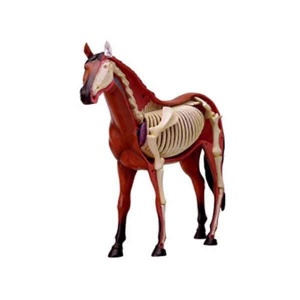 Anatomisk modell av hest 4D intelligens-monteringsleke undervisningsmodell DIY-utstyr