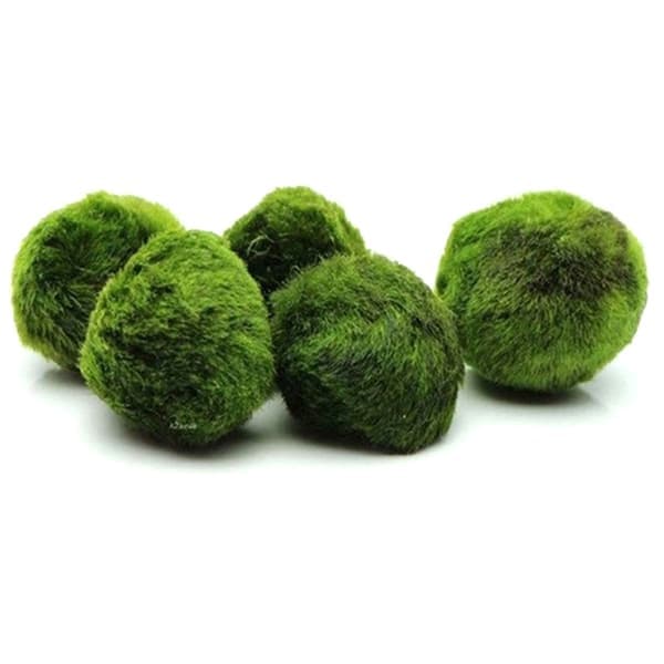2-3 cm Marimo Mosbolde Levende Akvarie Alger Fisk