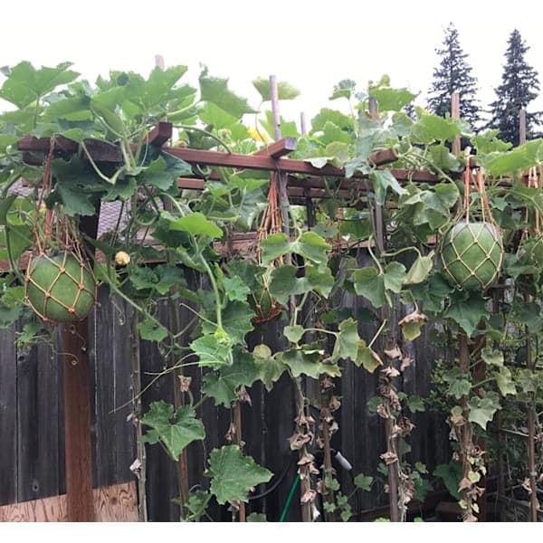 Melonnet, 5-pak net til meloner, perfekt til dyrkning af cantaloupe, vandmelon i vertikal have (orange)