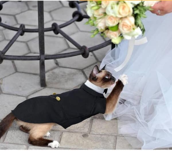 Katt Smoking Outfit, Sphynx Kattdräkt Formell Kostym med Flugan L