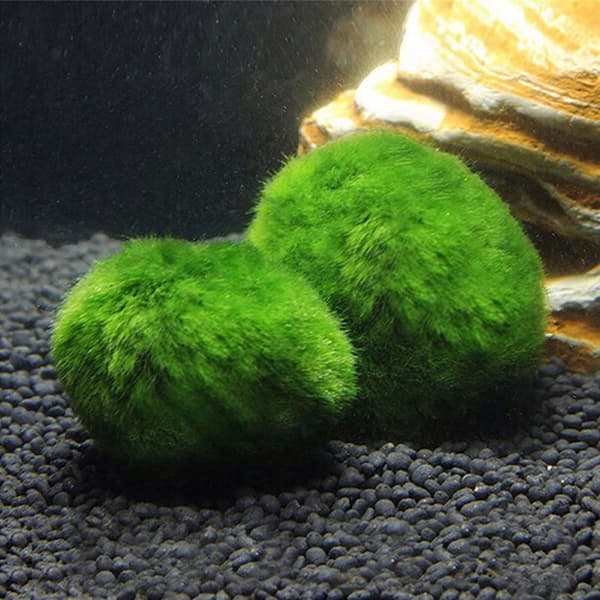 2-3 cm Marimo moseballer levende akvariealger fisk